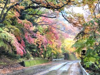 ため息が出るほど彩り豊か!たくさんの木々の種類があるからこそできる彩のグラデーション。