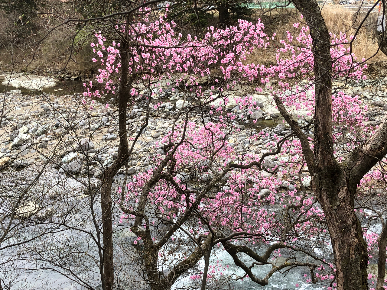 ���V�I�c�c�W�̑N�₩�s���N�́A����肫�ꂢ�I�I