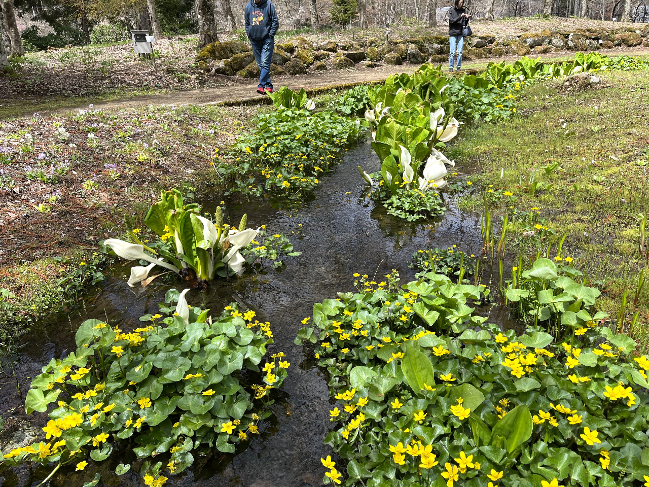 ���ӂ̐��m�Ԃƃ����E�L���J�A���Ɖ��F���N�₩�I�I