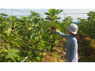 いちじく狩り♪もぎたては香り豊かでとってもおいしいですよ!