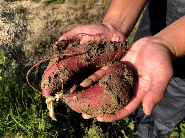 これよりも大きな鳴門金時が、ドッサリ収穫できちゃいます♪