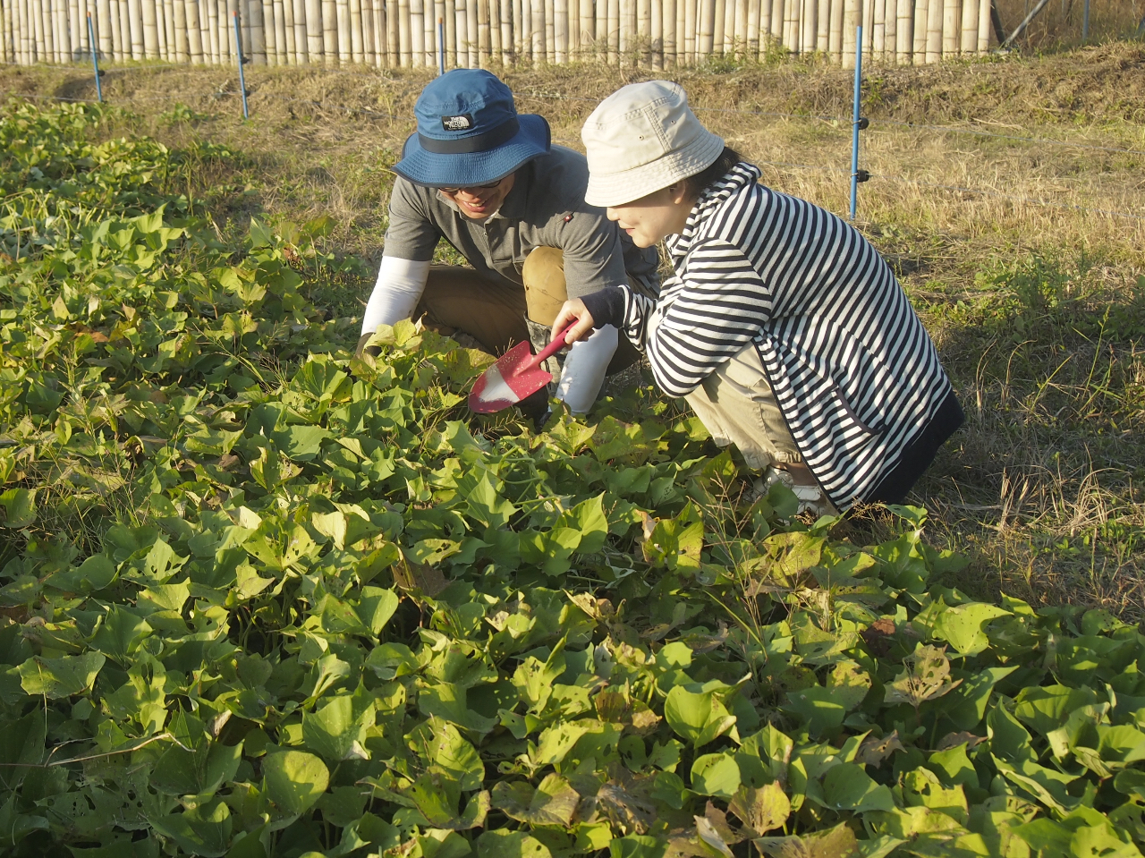おいしいお芋が採れるとといいな〜(スコップは貸し出しいたします)