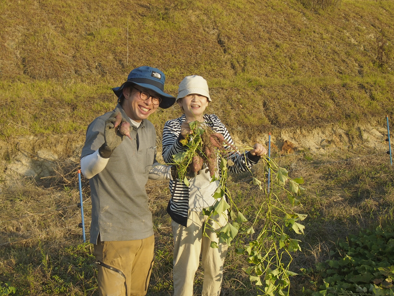 食べごろのお芋がたくさんとれました〜♪