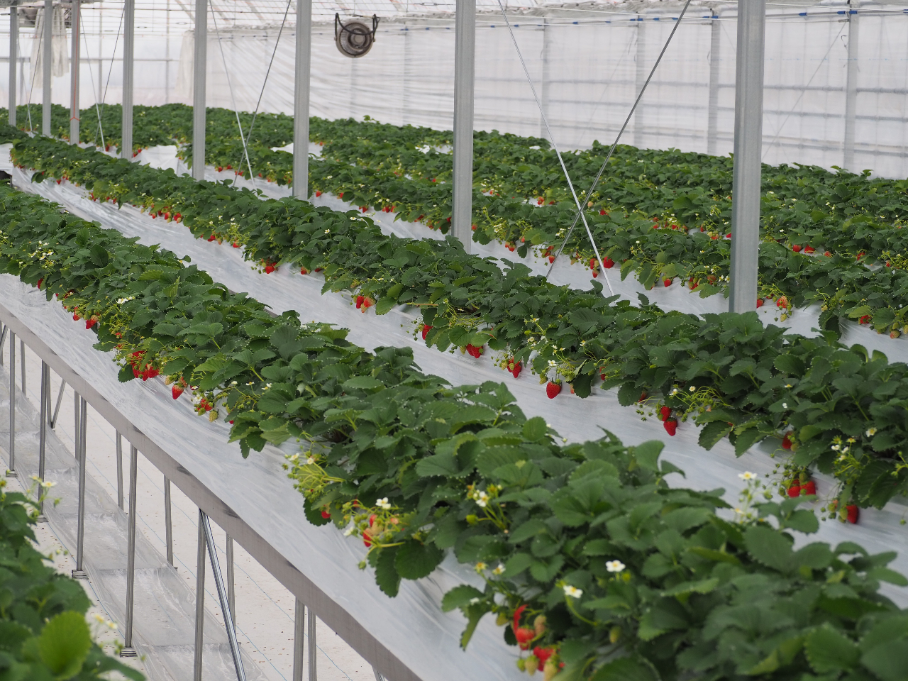 ���ݍ͔|�Ȃ̂ŁA���n�����N���N�I