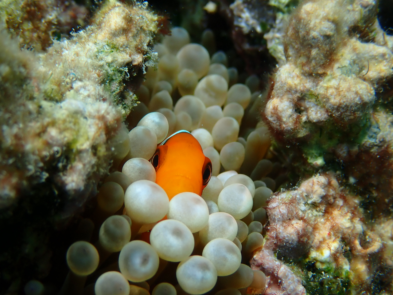 IIƂĂ킢N}m~ɉ邱Ƃ܂IEEEob`ILOʐ^B܂傤ˁ