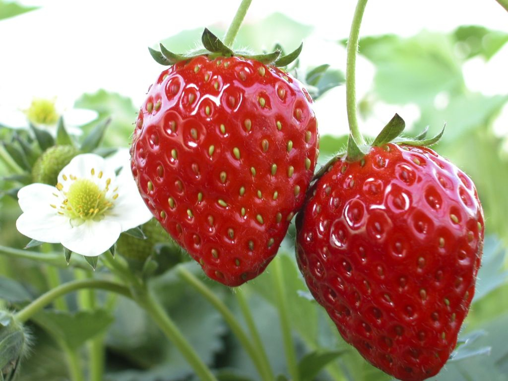 早春の苺狩り+レンタサイクルセットプラン