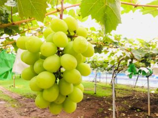 狭山 ぶどう食べ放題 狭山ぶどう をおなかいっぱい 時間無制限プラン 宮信観光ぶどう園 じゃらん遊び体験 狭山 ぶどう食べ放題 狭山ぶどう をおなかいっぱい 時間無制限プラン 宮信観光ぶどう園 じゃらん遊び体験