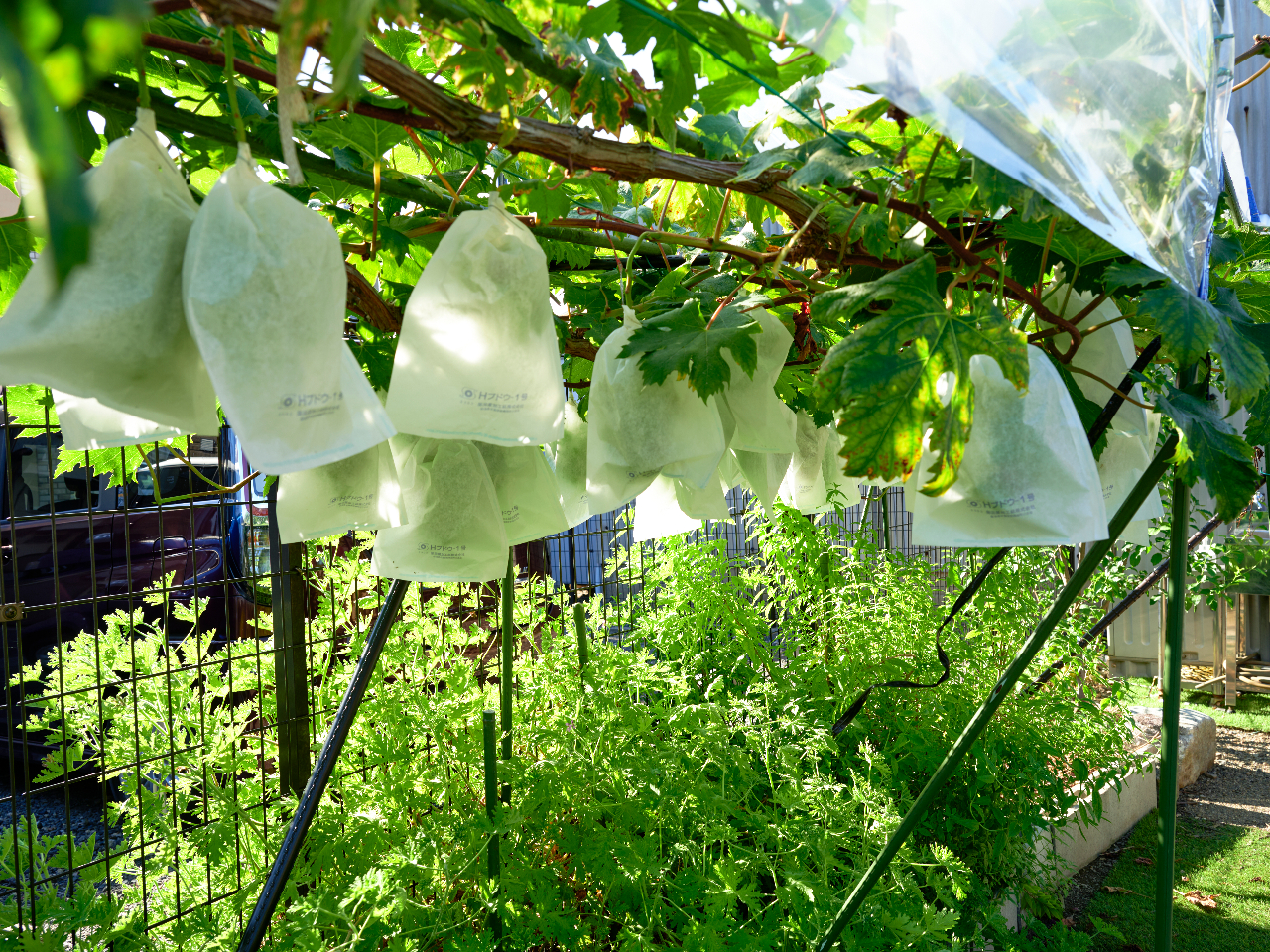 季節の味覚狩りもお楽しみ頂けます!(ブドウ狩り)
