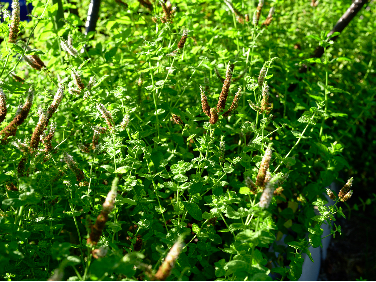 京都市内の木やハーブガーデンで気持ち良い光と風を感じながらハーブを摘んで、ご自身のお好みフレッシュハーブティーを楽しむ♪