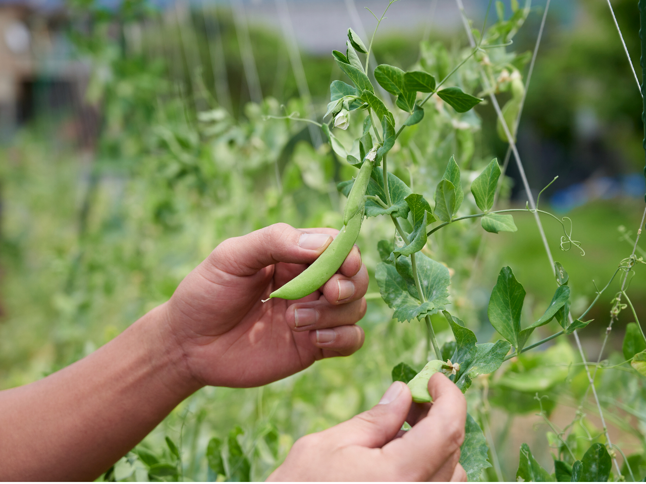 Kyoto Kiya�fs snap peas are renowned for their sweetness and delicate freshness.