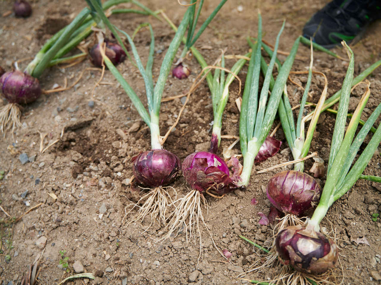 Purple onions, perfect for adding color and elegance to your salad.