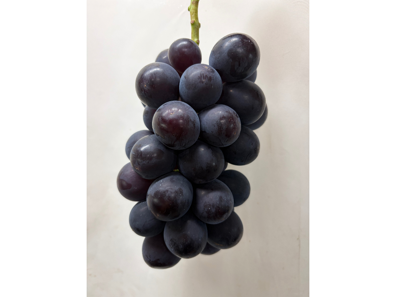 �j���[�s�I�[�l�@��r�I�����傫���A�e�͂��������肵�Ă���i��B