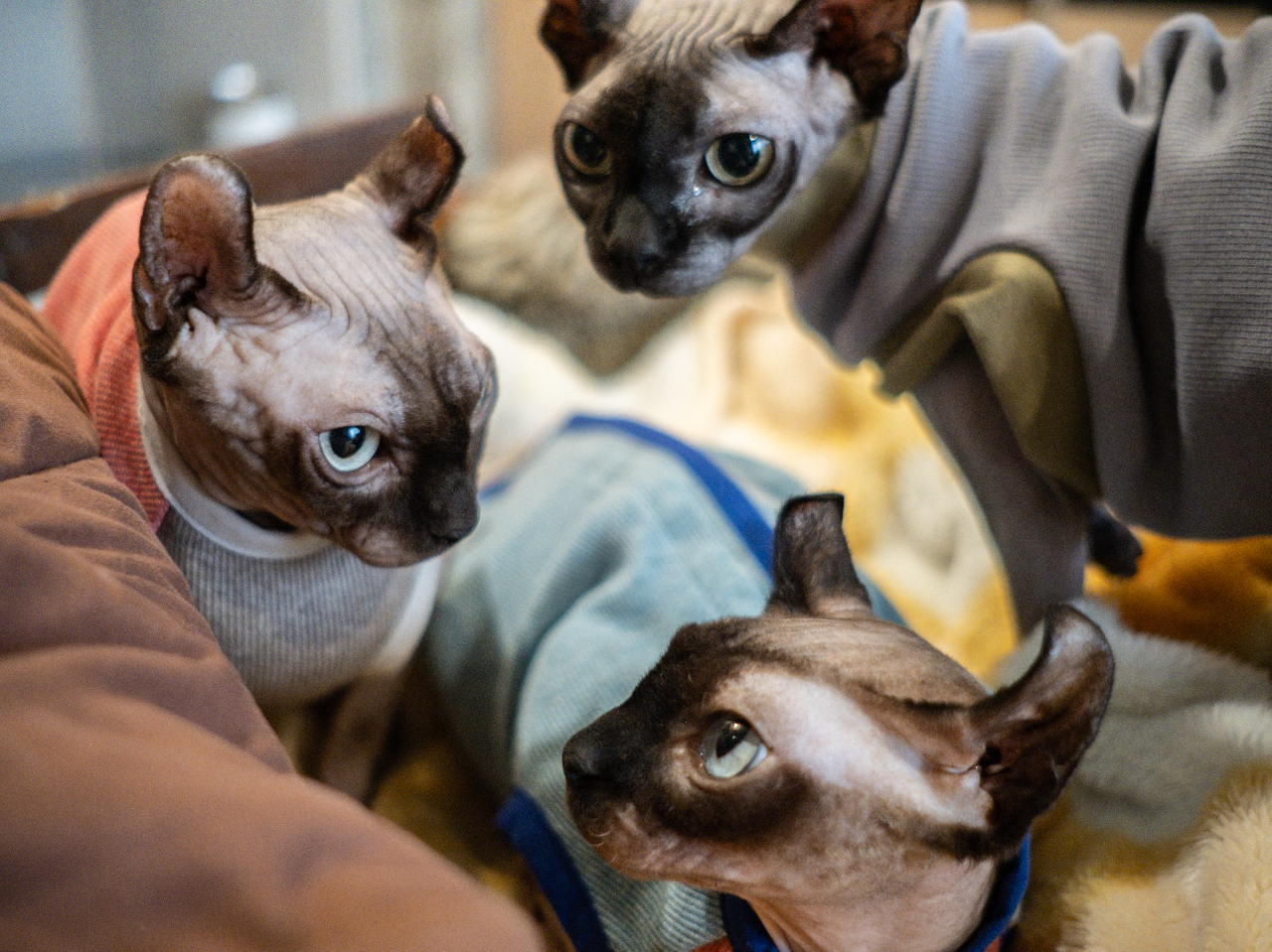 �������Q�X�g�n�E�X�@�v�X�̎ʐ^2