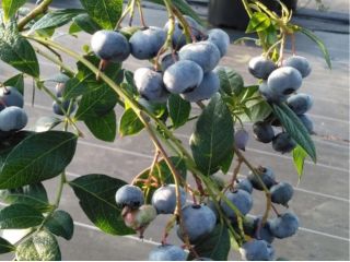 養液栽培システムで育てた高品質のブル―ベリーをお楽しみ下さい。