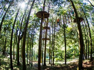 アドベンチャー コースプラン 大人も小人も大冒険 森の中を登って渡って滑って飛び降りる ダイナミックでスリリングな樹上体験を真剣に楽しもう ファミリーやカップルにもおすすめ フォレストアドベンチャー 箱根 じゃらん遊び体験