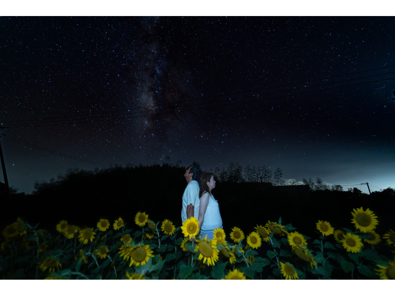 Ă͂Ђ܂蔨̏ɍL閞V̐