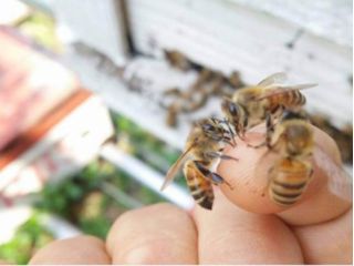 ミツバチについて学ぼう♪