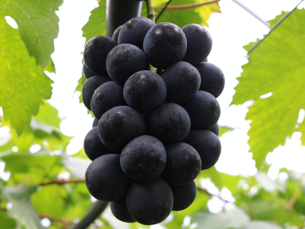 種子田フルーツ 種子田地区観光農園6号園 予約 アクセス 割引クーポン じゃらんnet