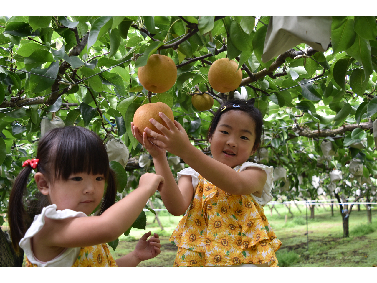 【2025年 梨摘み取りプラン】大人から子どもまで楽しめる♪≪1,500円チケッ...