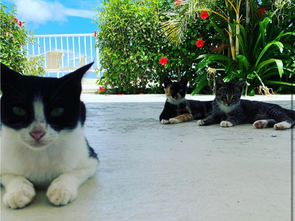 悭X̑OɗVтɗ邩킢񁙜c