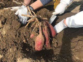 自然に囲まれた新しい村で、収穫体験を通じ出会いのお手伝いをします。 普段着で気軽にご参加下さい。