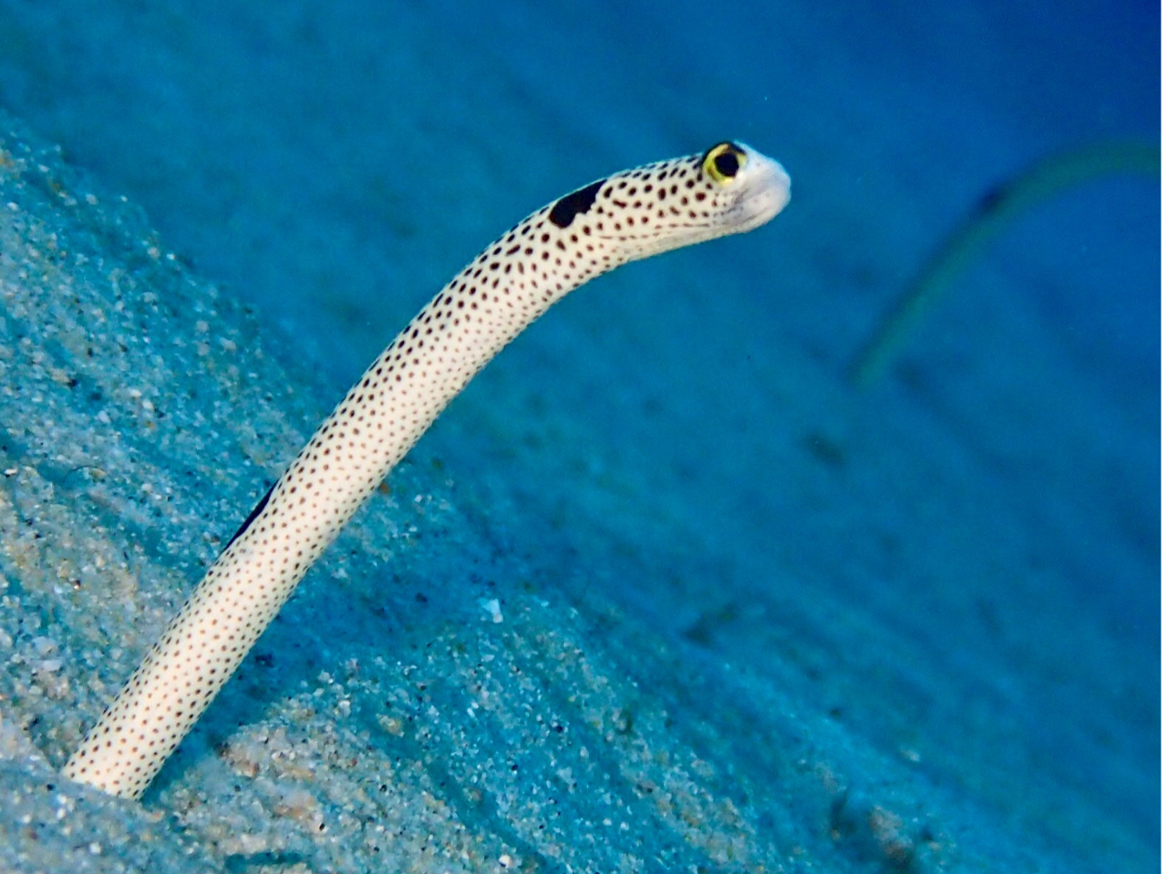 ق̐lC҃`AiSȂɋ߂Ō