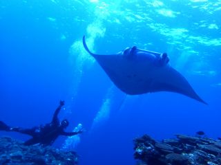 石垣島といえばやっぱりマンタ!