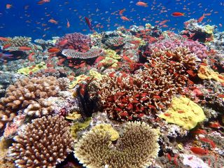 カラフルなお魚や透明度が石垣島の魅力