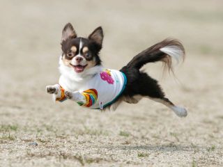 南あわじドッグラン 飛行犬撮影所 南あわじドッグラン 飛行犬撮影所 じゃらん遊び体験 南あわじドッグラン 飛行犬撮影所 南あわじドッグラン 飛行犬撮影所 じゃらん遊び体験