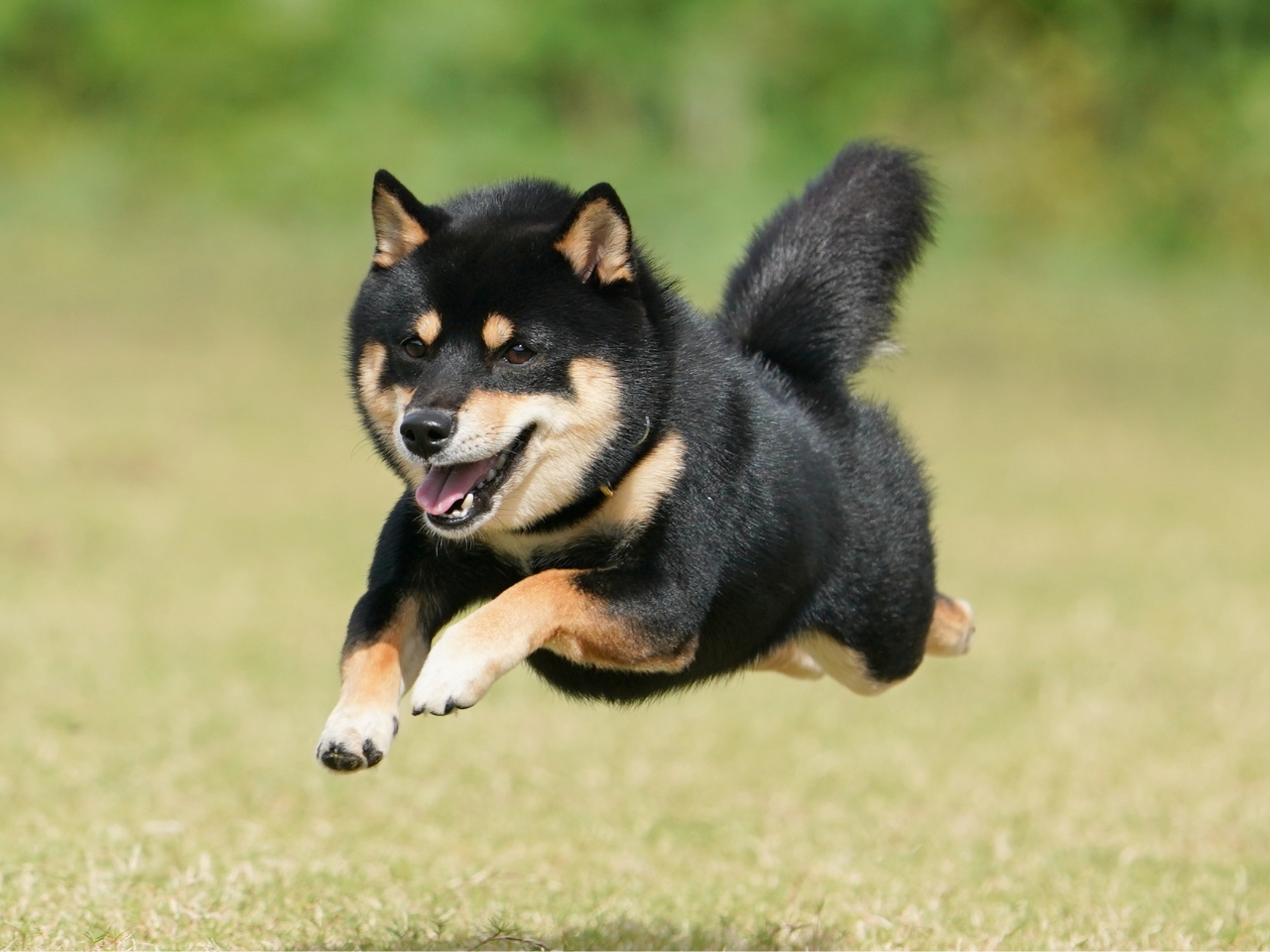 南あわじドッグラン 飛行犬撮影所 南あわじドッグラン 飛行犬撮影所 じゃらん遊び体験