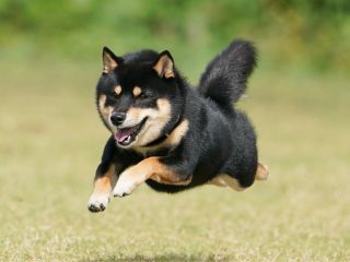 南あわじドッグラン 飛行犬撮影所 オリジナルカレンダーコース 南あわじドッグラン 飛行犬撮影所 じゃらん遊び体験 南あわじドッグラン 飛行犬撮影所 オリジナルカレンダーコース 南あわじドッグラン 飛行犬撮影所 じゃらん遊び体験