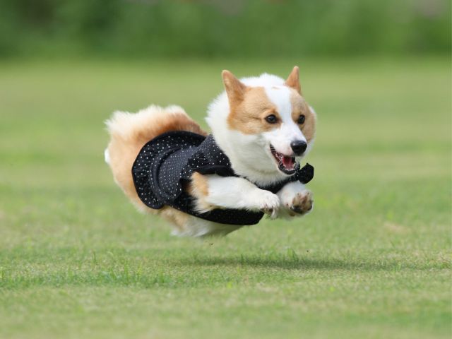 南あわじドッグラン 飛行犬撮影所 オリジナルカレンダーコース 南あわじドッグラン 飛行犬撮影所 じゃらん遊び体験 南あわじドッグラン 飛行犬撮影所 オリジナルカレンダーコース 南あわじドッグラン 飛行犬撮影所 じゃらん遊び体験
