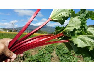 ルビールバーブはサンフレンド農園の登録商標です