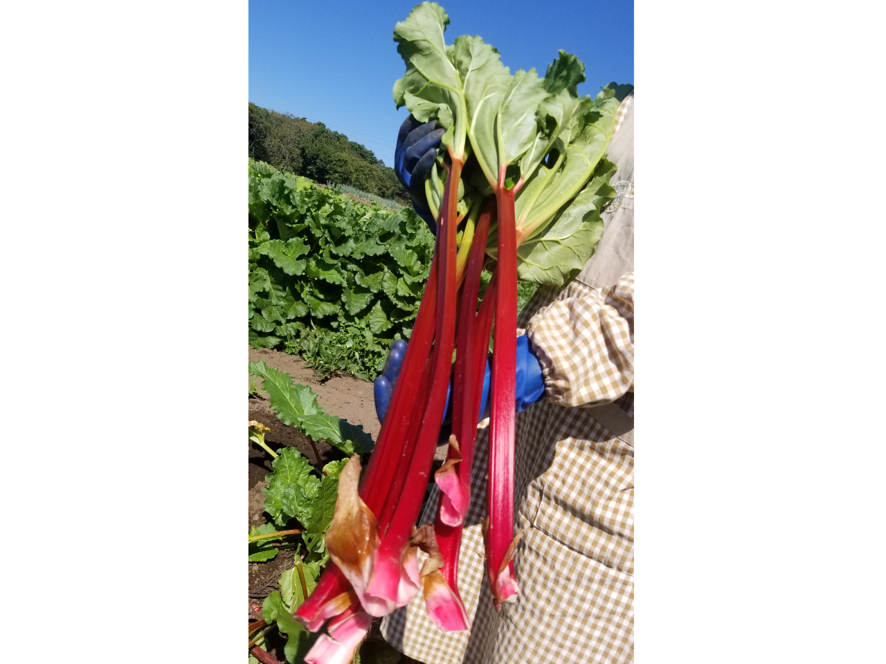 �[�g�F�̃��r�[���o�[�u�̓T���t�����h�_���̂ݎ��n�ł��܂�