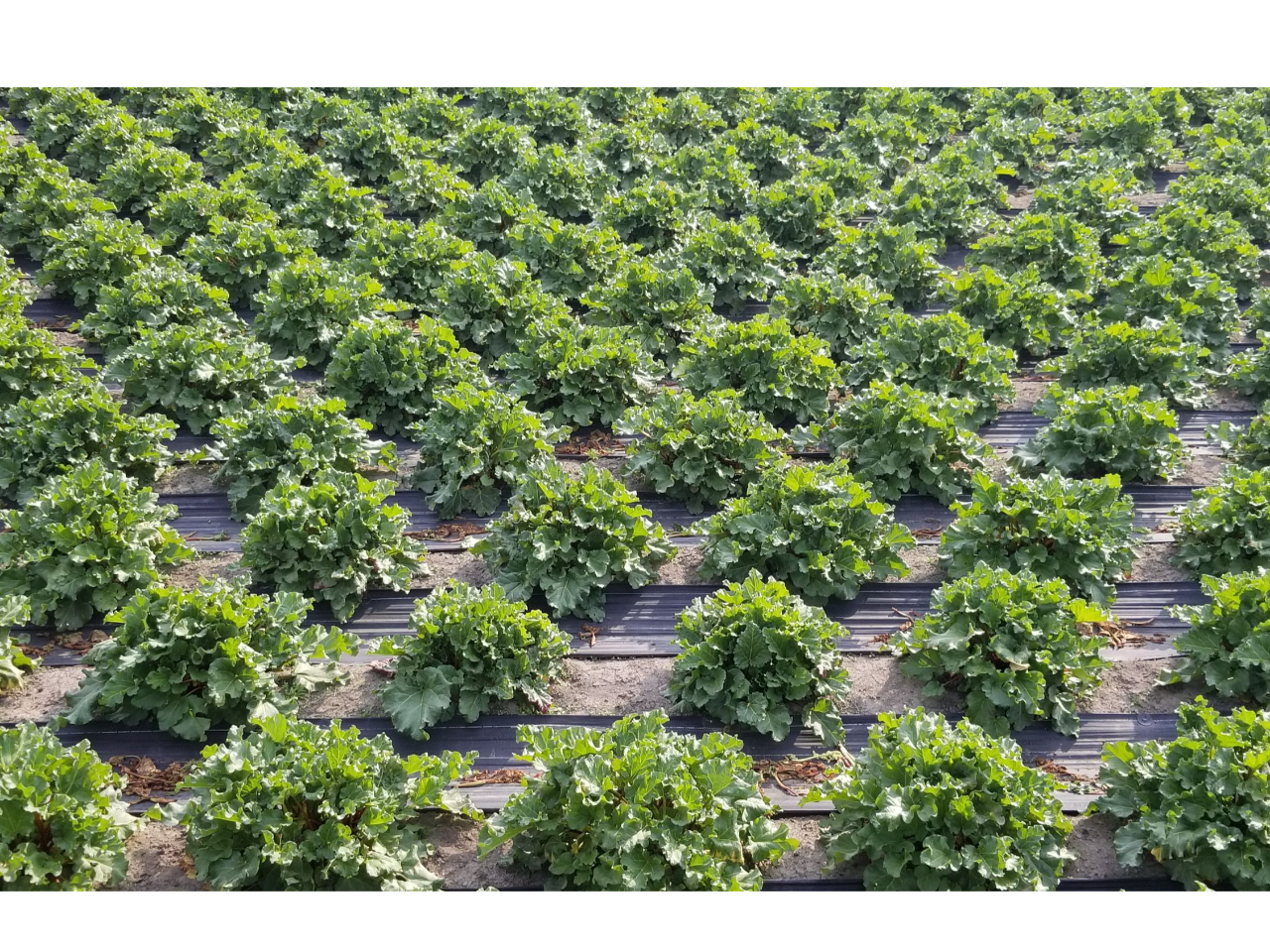 ��_��E�L�@�엿�ō͔|���ꂽ�^���Ԃȃ��o�[�u�u���r�[���o�[�u�v�ł�