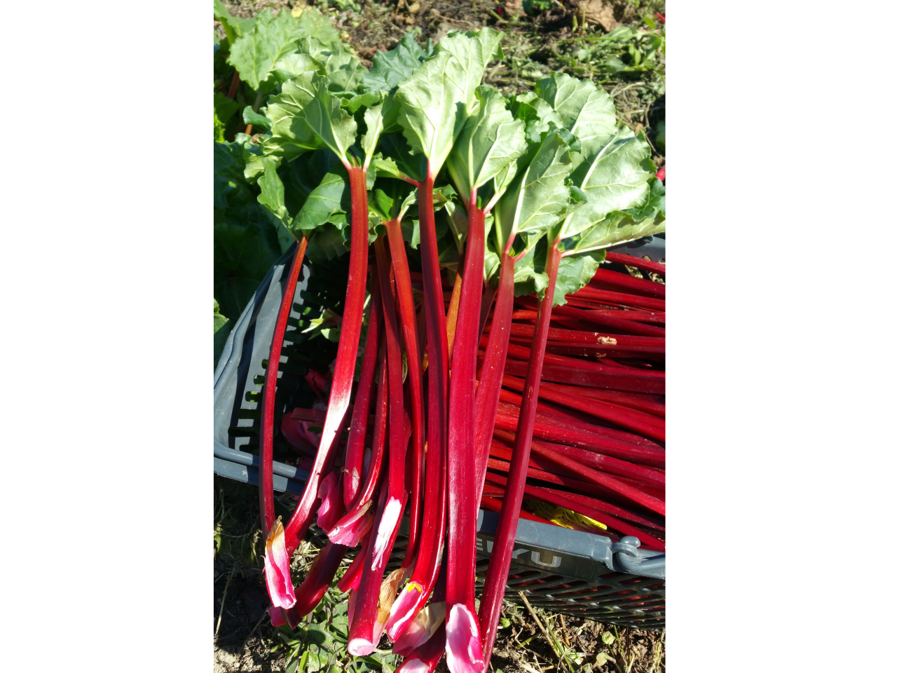 ��������t��؂藎�Ƃ��܂�