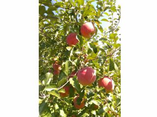 平日限定プラン りんご狩り食べ放題 和気あいあいとりんごを作っている農園です 金安りんご園 観光農園 金安りんご園 じゃらん遊び体験 平日限定プラン りんご狩り食べ放題 和気あいあいとりんごを作っている農園です 金安りんご園 観光農園 金安りんご園 じゃらん遊び体験