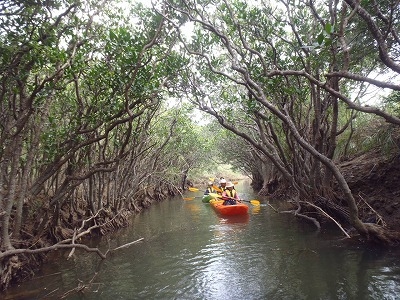 貸し切りスタイルで楽しめるアクティビティ「BLUE PEACE」です!
種子島ならでは!マングローブカヤックを楽しむコースです!
着いたその日or帰る日に時間を有効に使える午前か午後の3時間プラン!