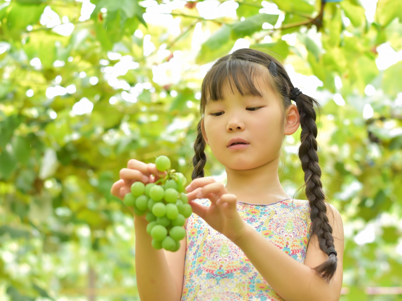 シャインマスカット狩りはお子様にも素敵な思い出になります。楽しいシャインマスカット狩りをお楽しみいただけます。