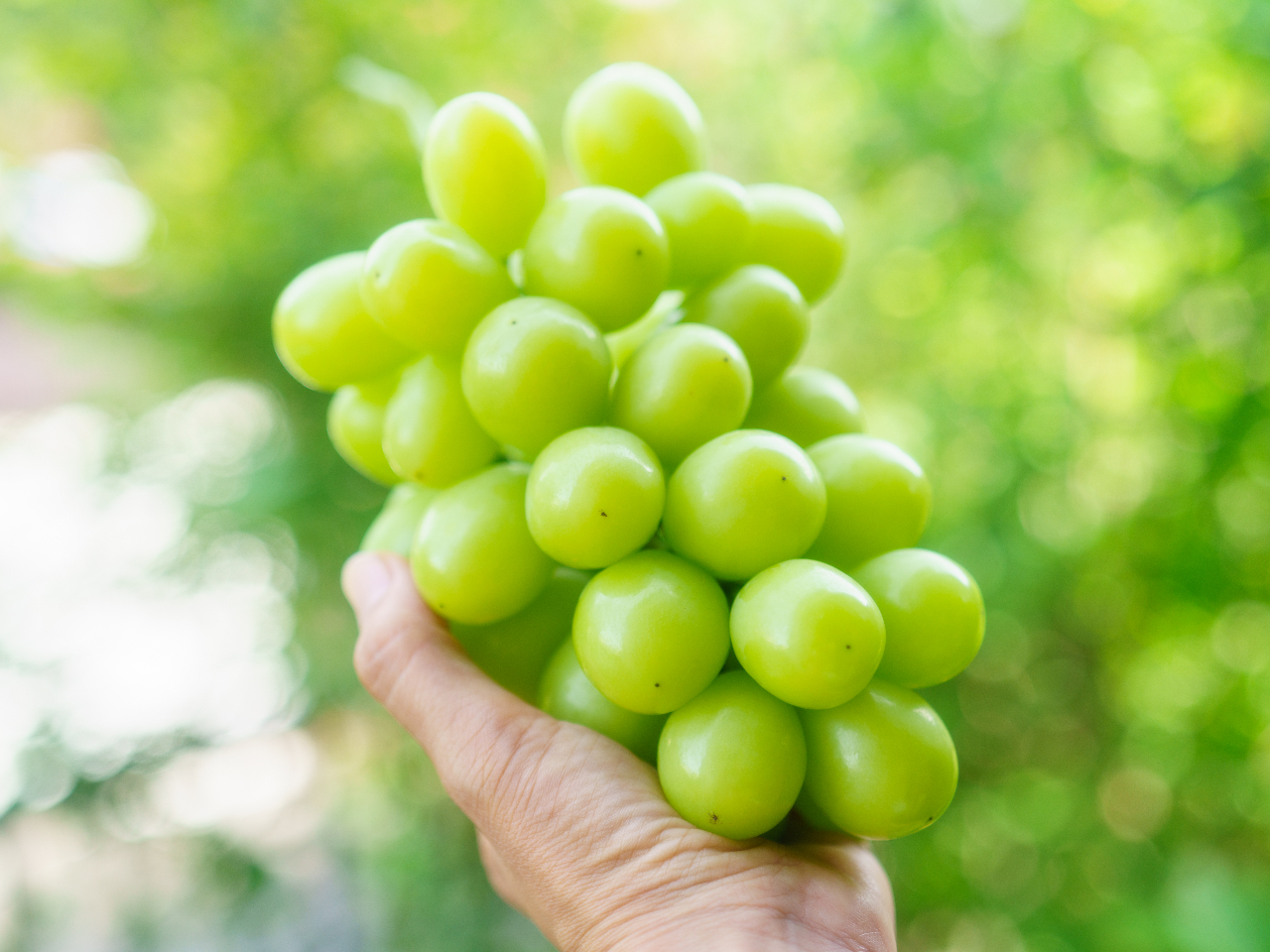 安全・安心な栽培をしているので、お子様連れでも安心してご利用いただけます。