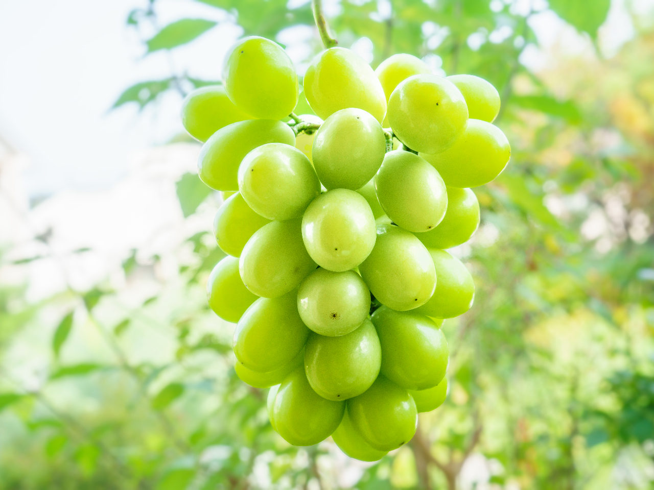 VNȃVC}XJbg̔͊iʂłBVC}XJbg̔\B