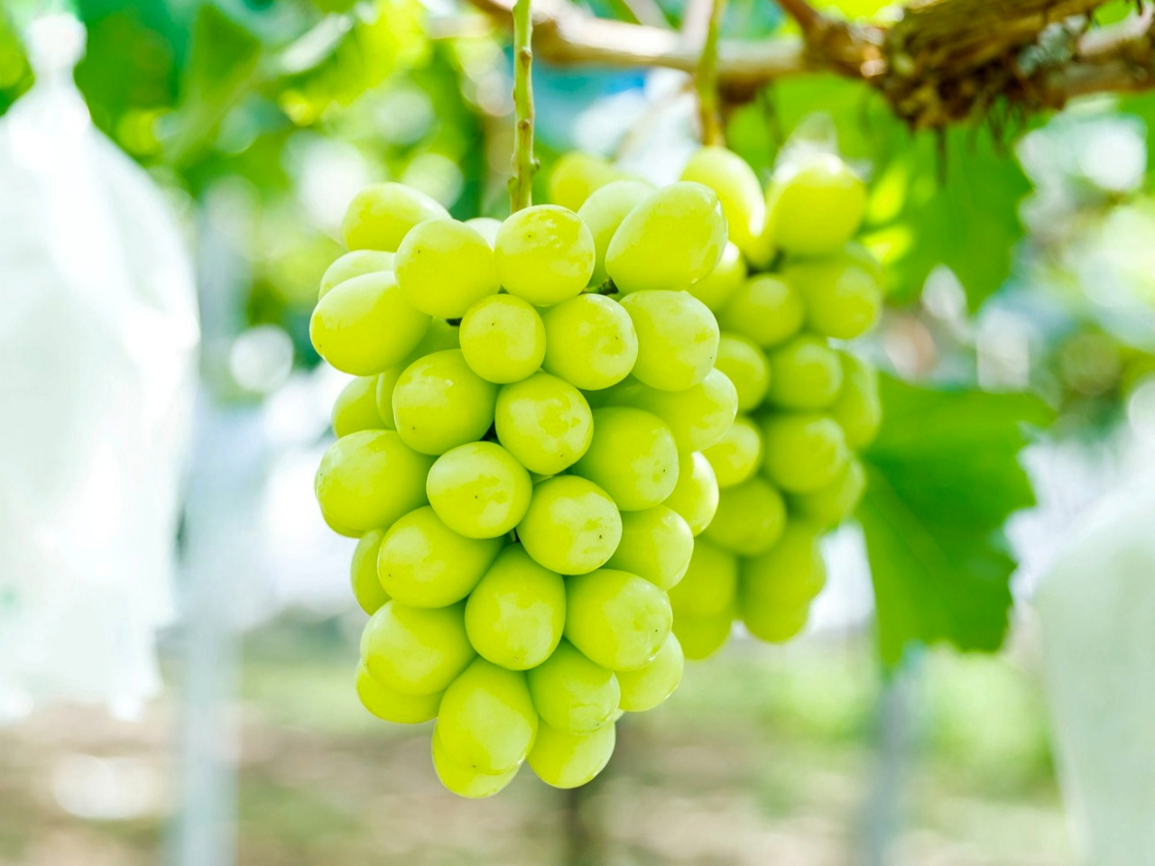 ぶどうの木の枝から直接もぎ取ったシャインマスカットの味は格別です。是非、ご賞味下さい。