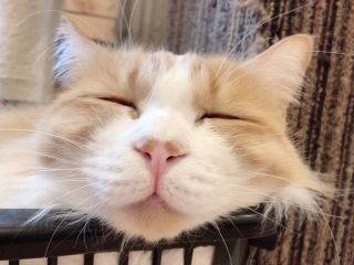 大阪の中心でかわいい猫ちゃんに癒されましょう 保護猫カフェ 猫の恵庭 じゃらん遊び体験