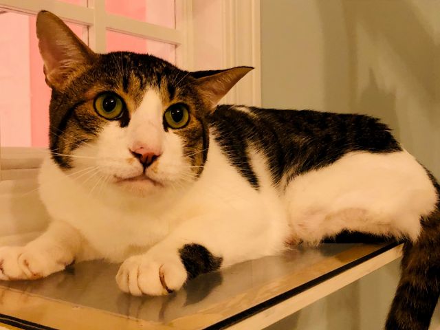 愛知 岡崎市 1時間のんびりプラン 1ドリンク無料 エサチケット付き 保護猫カフェaelu じゃらん遊び体験 愛知 岡崎市 1時間のんびりプラン 1ドリンク無料 エサチケット付き 保護猫カフェaelu じゃらん遊び体験