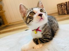 豊橋駅周辺の動物カフェランキングtop3 じゃらんnet 豊橋駅周辺の動物カフェランキングtop3 じゃらんnet