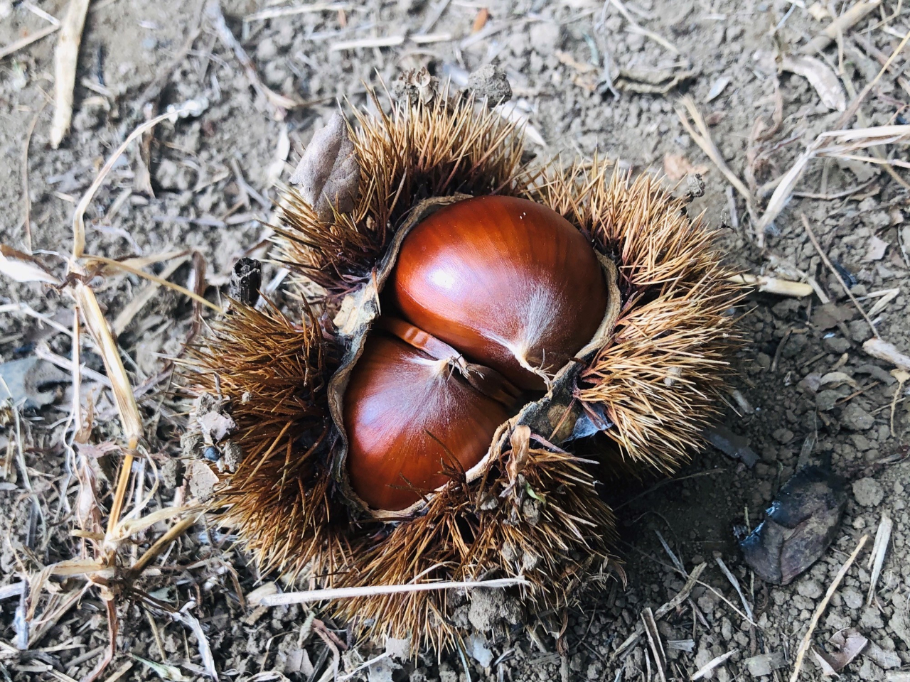 無農薬の栗が拾えますよ~!