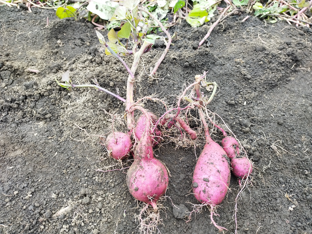 さつま芋掘りは、くじ引きのようなので1つしか出ない時もあればいっぱい出る時もあります。1個ずつさつま芋が出た時(二株分)