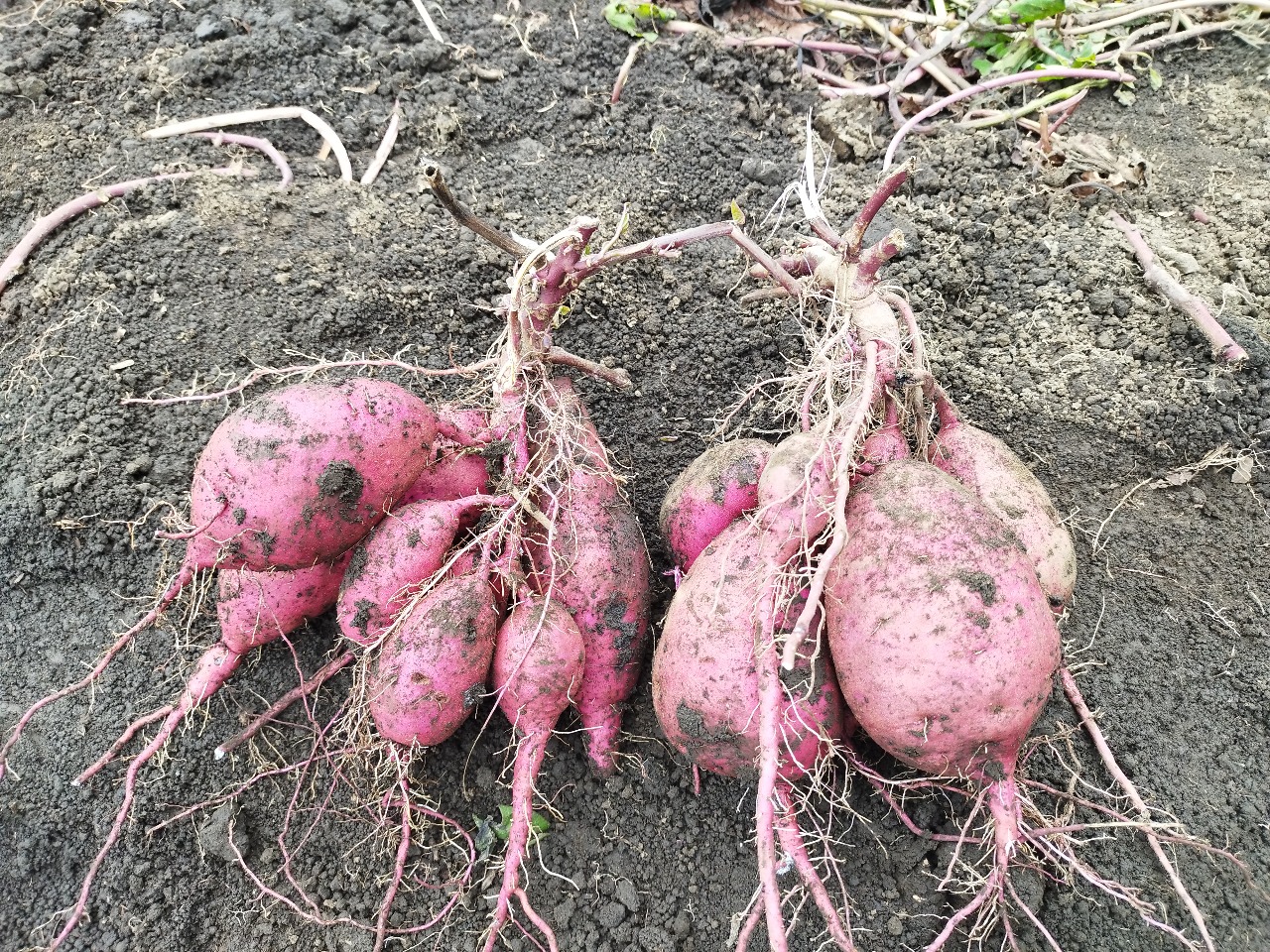 多数のさつま芋が出た時(二株分)