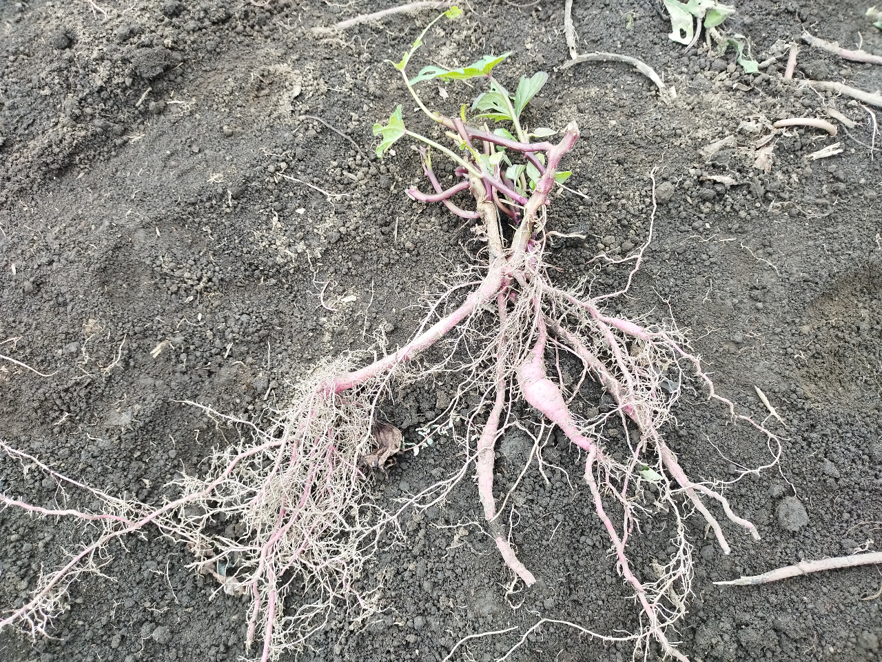 全然さつま芋が出なかったときは、もう一度掘ることが出来ます。