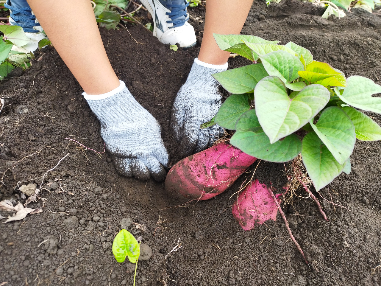 さつま芋掘りの様子